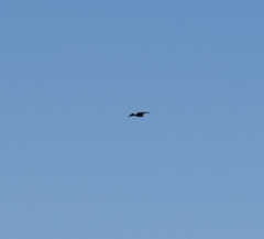 Rostrhamus sociabilis