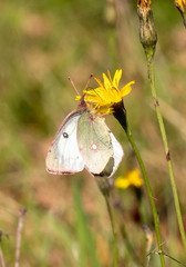 Colias