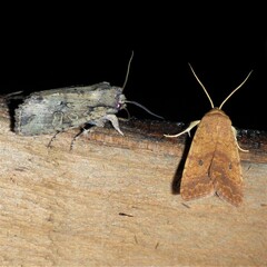 Lithophane disposita