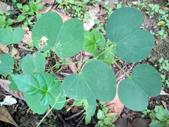 Bauhinia