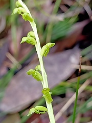 Microtis oblonga