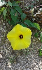Distimake aureus