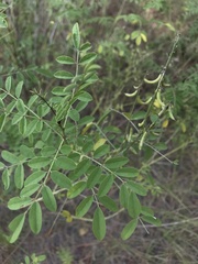 Indigofera suffruticosa