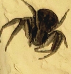 Bassaniana