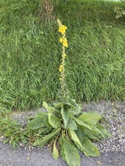 Verbascum phlomoides