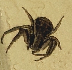 Bassaniana