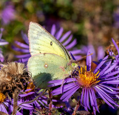 Colias