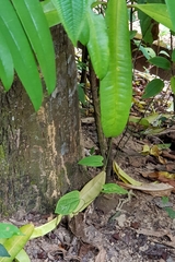 Aristolochia acuminata