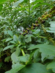 Phytolacca icosandra