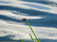 Celithemis bertha