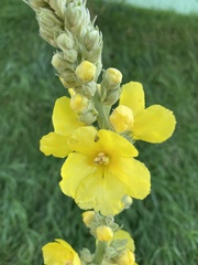Verbascum phlomoides
