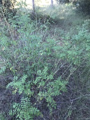 Indigofera suffruticosa