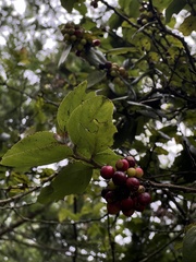 Xylosma spiculifera
