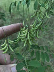 Indigofera suffruticosa