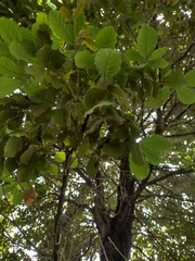 Quercus rugosa