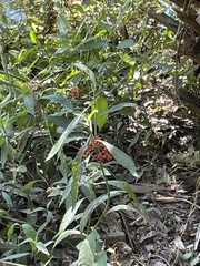 Psychotria tenuifolia