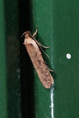 Agonopterix pseudoferulae