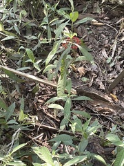 Psychotria tenuifolia
