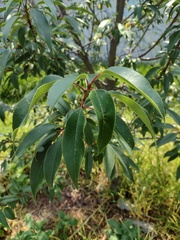 Prunus serotina