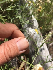 Erigeron divergens