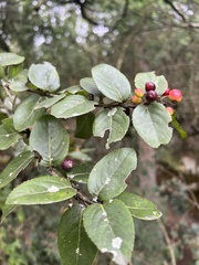 Xylosma spiculifera