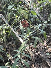 Psychotria tenuifolia