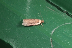 Agonopterix pseudoferulae