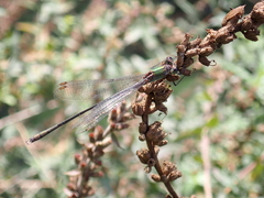 Chalcolestes viridis