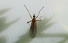 Empis stercorea