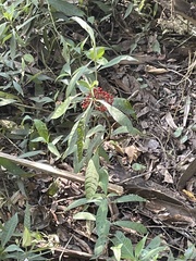 Psychotria tenuifolia