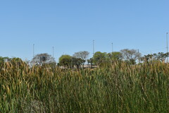 Rostrhamus sociabilis