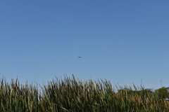 Rostrhamus sociabilis