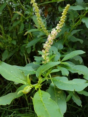 Phytolacca icosandra