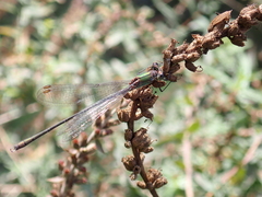 Chalcolestes viridis