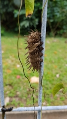 Troides helena cerberus