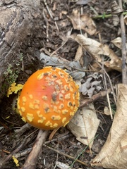 Amanita flavoconia