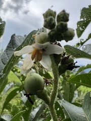 Solanum oblongifolium