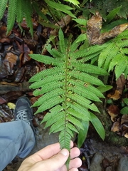 Steiropteris deltoidea