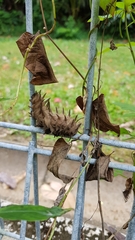 Troides helena cerberus