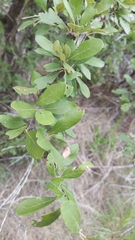 Sideroxylon lanuginosum