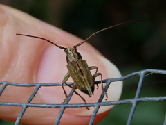 Temnosternus planiusculus