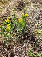 Lasiosiphon kraussianus