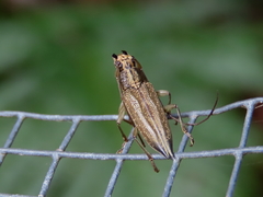 Temnosternus planiusculus