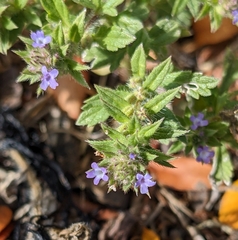 Verbena bracteata