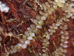 Calypogeia
