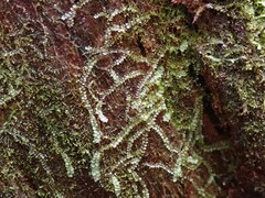 Calypogeia
