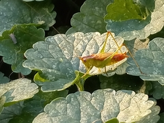 Conocephalus brevipennis