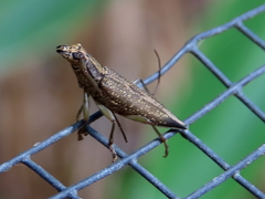 Temnosternus planiusculus