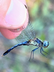 Erythrodiplax minuscula