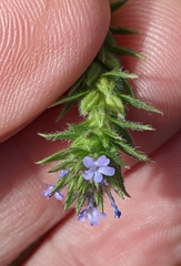 Verbena bracteata